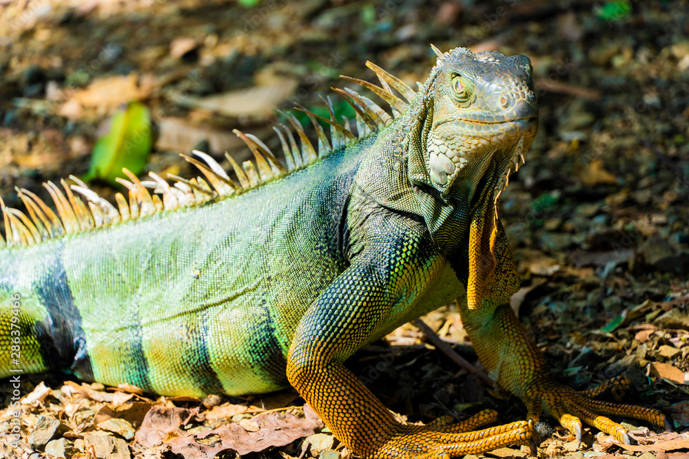 Fototapeta premium iguana