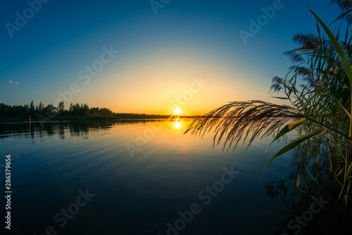 Silhouette of reed in front of a beautiful sunset behind a lake © DZiegler