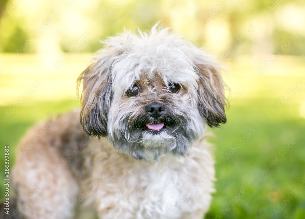 A cute Shih Tzu dog outdoors with a happy expression