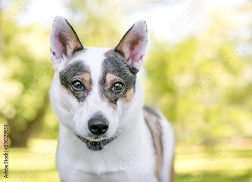A tricolor Australian Cattle Dog mixed breed dog outdoors © Mary Swift