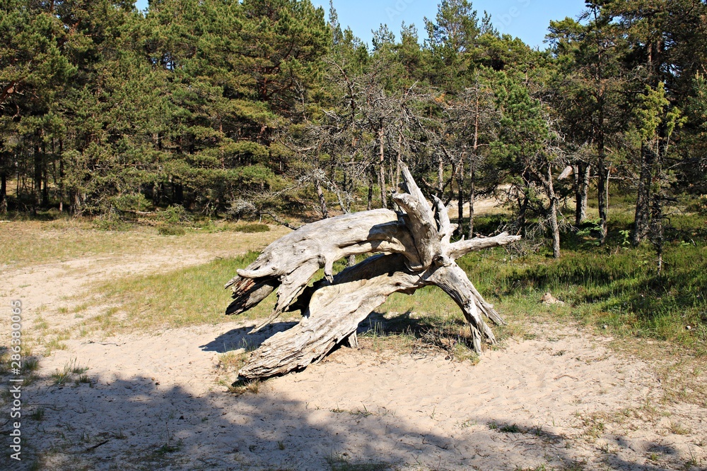 Big dry snag of an old tree on a sandy edge of a forest