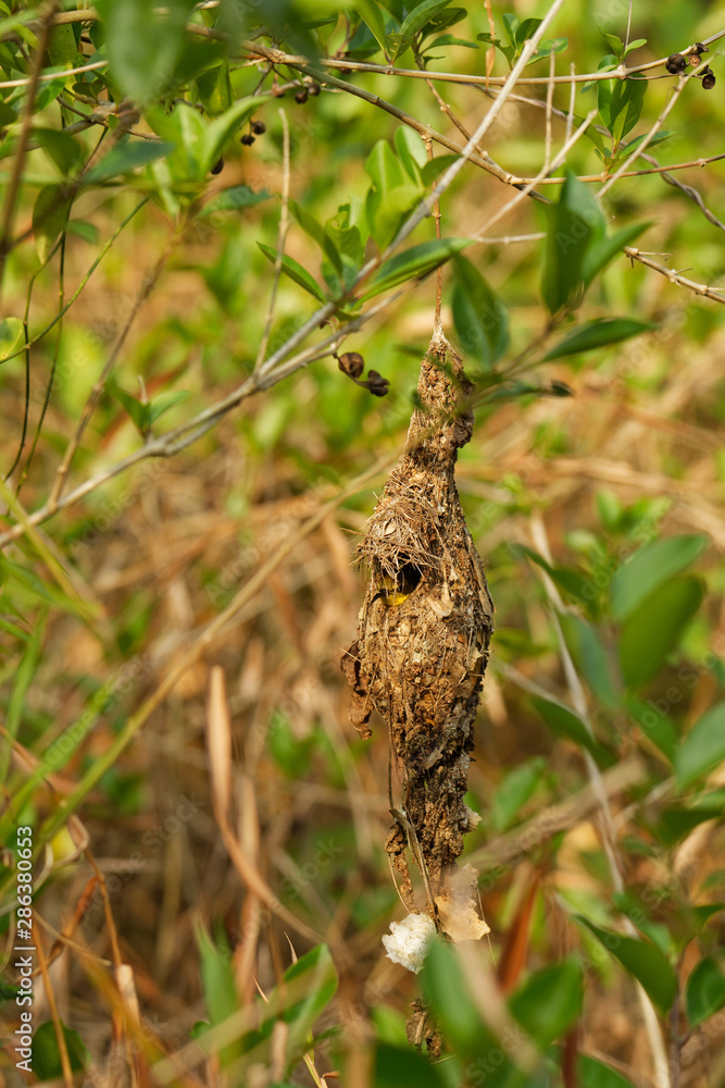 Fototapeta premium Olive-backed sunbird - Cinnyris jugularis, also known as the yellow-bellied sunbird, is a southern Far Eastern species of sunbird. Hanging nest in the bush with sitting parent