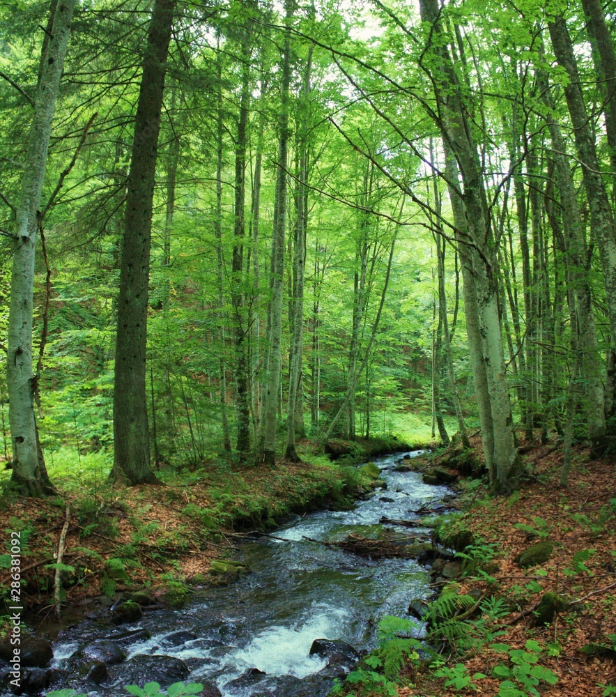 a stream in the green forest