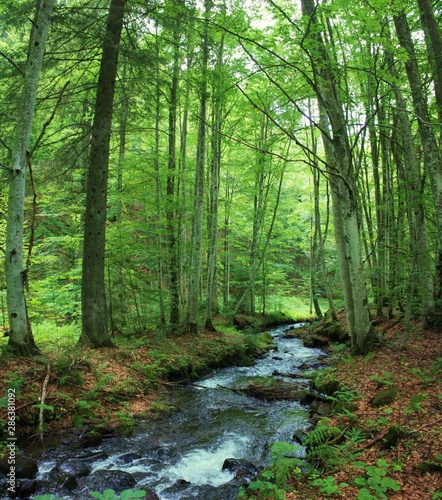 a stream in the green forest