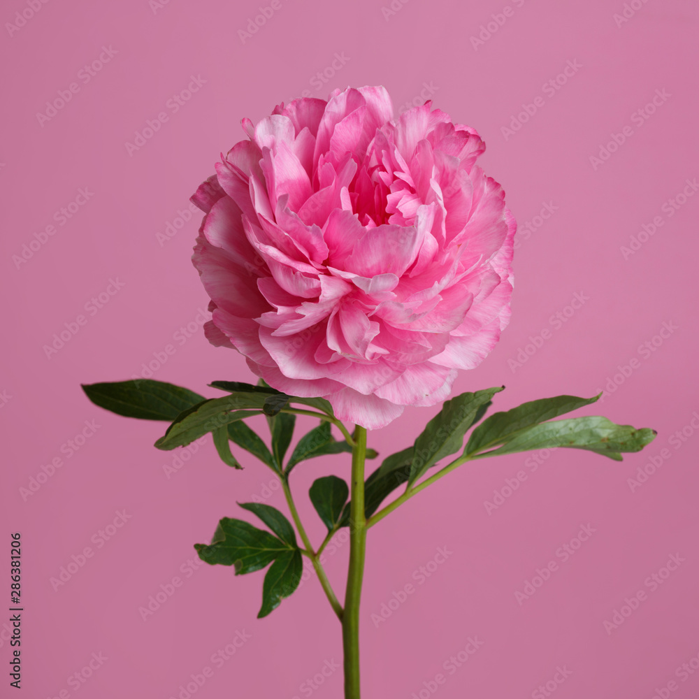 Pink peony isolated on a pink background.