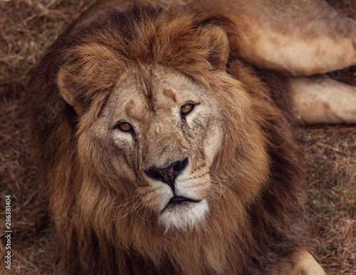 Fototapeta Naklejka Na Ścianę i Meble -  Portrait of a Beautiful lion