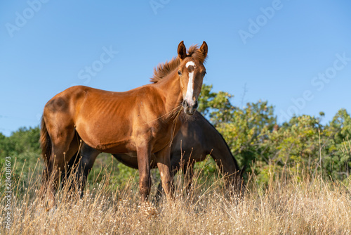 Horses chew dry grass while walking in a clearing