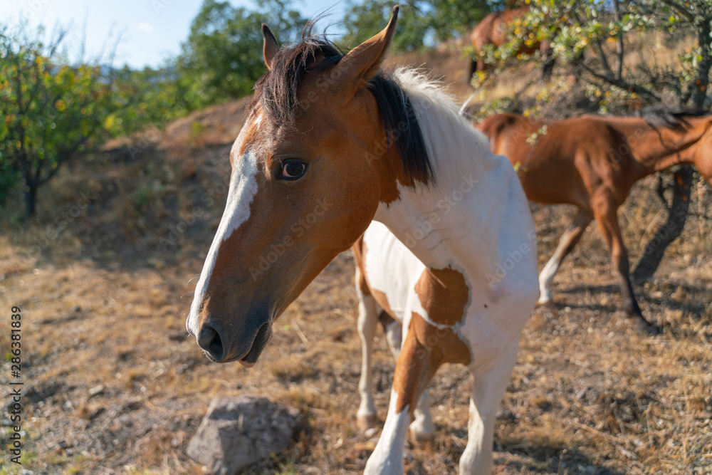 Portrait of a curious foal who came close to the photographer