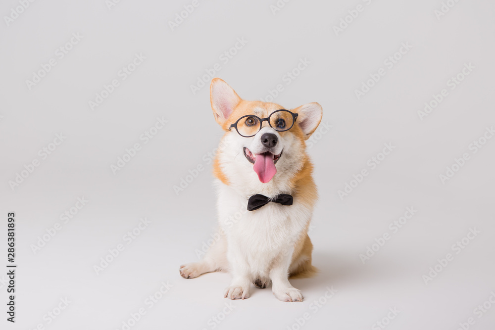  dog Corgi with glasses on a light background, the concept of working in the office