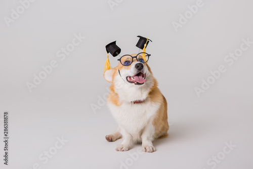 funny little corgi dog with glasses and a funny hat is sitting with his tongue hanging out