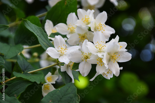 Jasmine -  absolute Egyptian  Jasmine grandiflorum  flowers