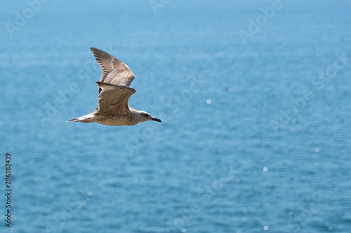 Seagull flying over the sea, closeup