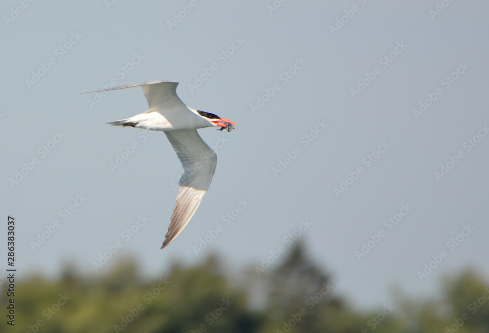 Obraz premium Common Tern