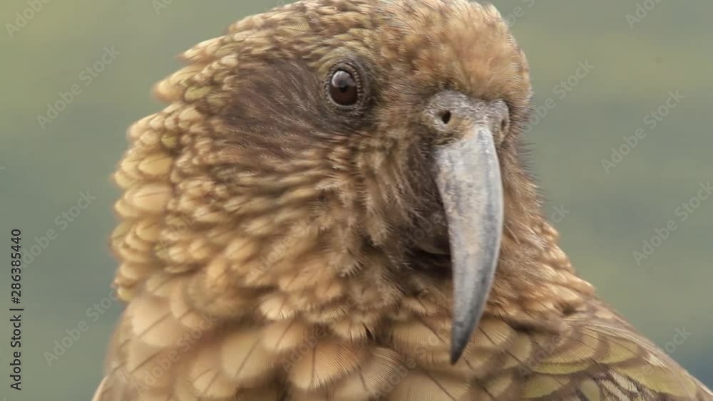 Mountain Parrot Kea of New Zealand close up Mountain Parrot Kea of New Zealand close up