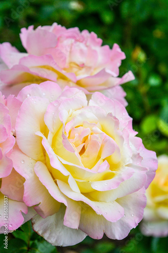 Fototapeta Naklejka Na Ścianę i Meble -  Red and pink rose flower. Close-up photo, garden flower, shallow depth of field