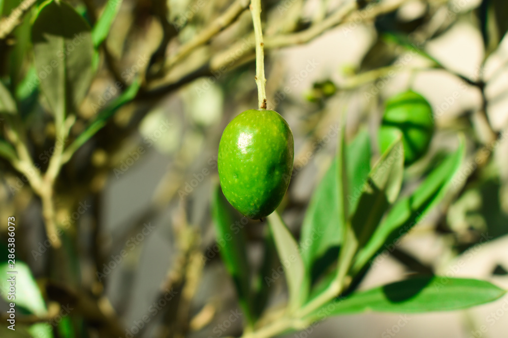 Olive verte dans un olivier Olive verte dans un olivier