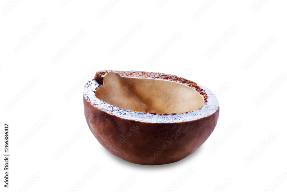 macadamia nut on white isolated background macadamia nut on white isolated background