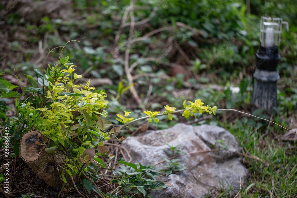 Obraz premium 沖縄