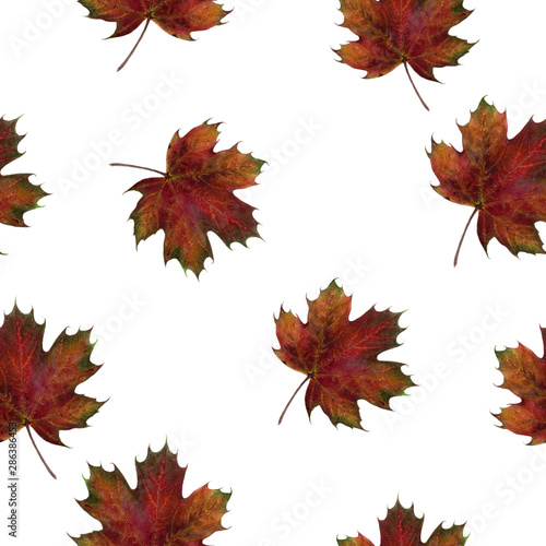 Watercolor hand drawn autumn leaf isolated seamless pattern.