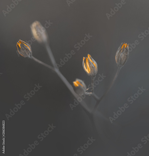 dry plant on gray background with reflection of ecening winter sunlight photo