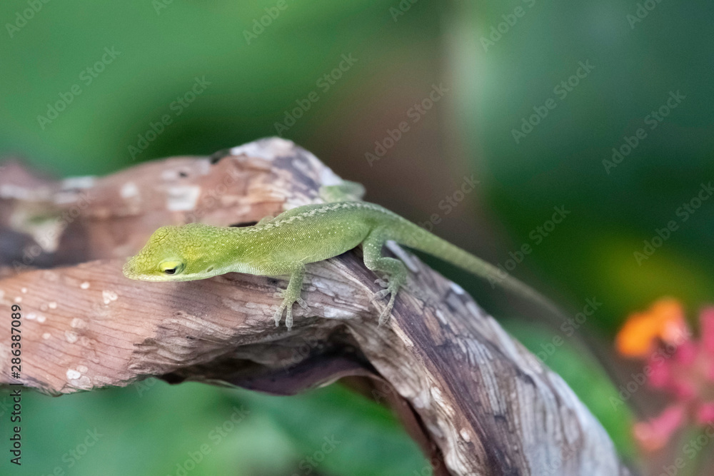 Fototapeta premium Small green anole