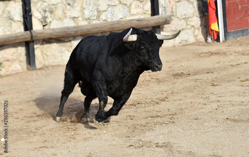 toro negro en españa