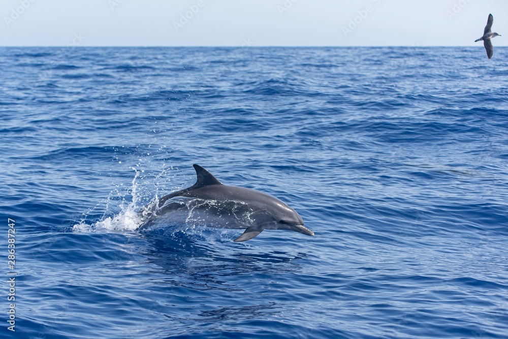 Naklejka premium dolphin jumping out of the atlantic ocean
