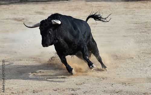 toro negro bravo español en plaza de toros