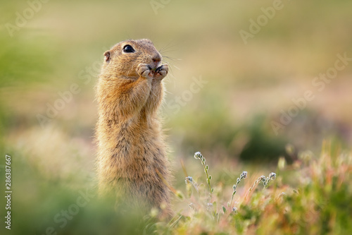 Cute ground squirrel eating crop on a meadow covered with grass and small flower. Very beautiful soft light and nice tones. © janstria