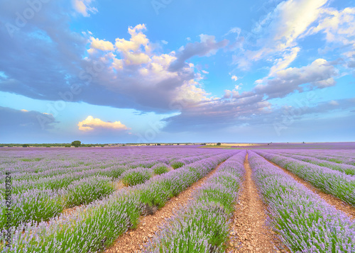 Colorful landscape view of a lavender cultivation field during the july lavender festival near the medieval town of Brihuega, Guadalajara, Alcarria, Castilla la Mancha, Spain. photo