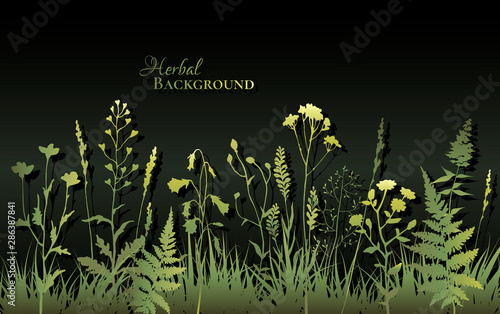 Green silhouettes of meadow wild herbs and flowers on dark background. Wildflowers. Floral background. Wild grass. Vector illustration.