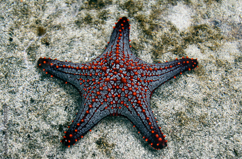Estrella de Mar del Pacífico