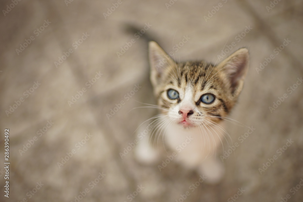 gray-white tabby kitten sitting in the yard on a stone floor