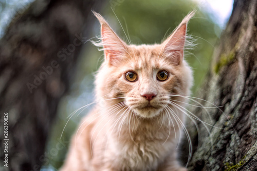 Maine coon kitten sitting on a tree in forest  park on summer sunny day.