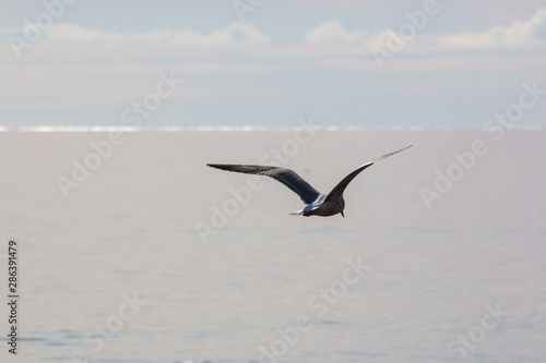 Seagull on flight © Cesare Palma