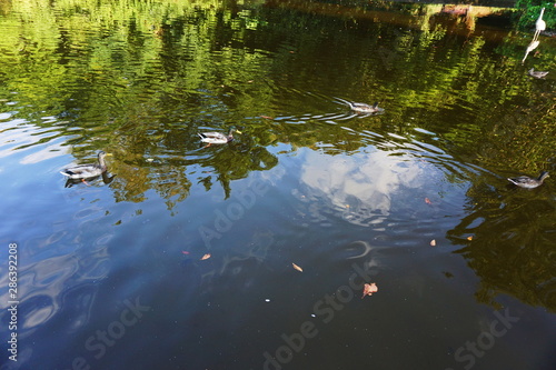 reflections in the water