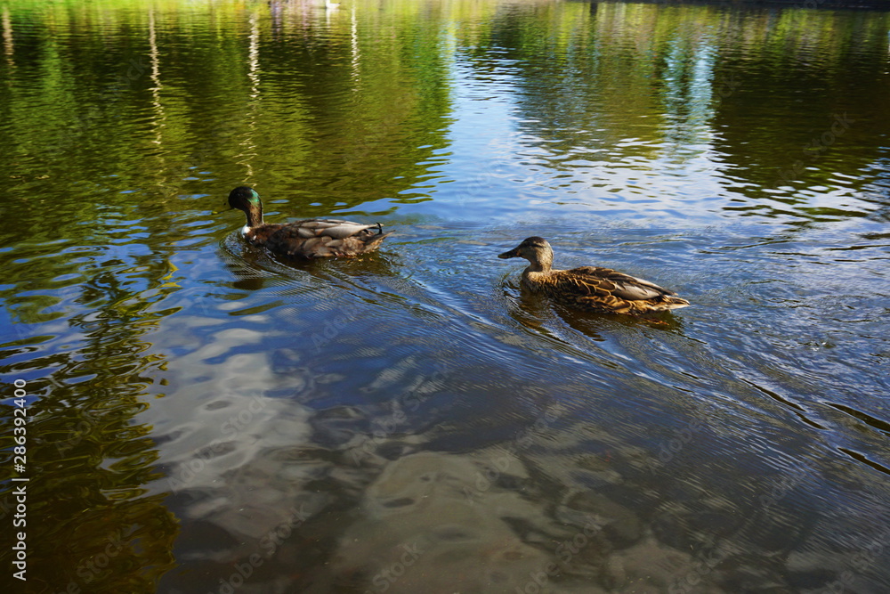 two ducks in a pond two ducks in a pond