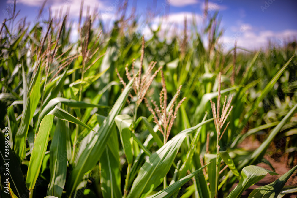 Fototapeta premium Beautiful a green corn field view, before harvest and blue sky