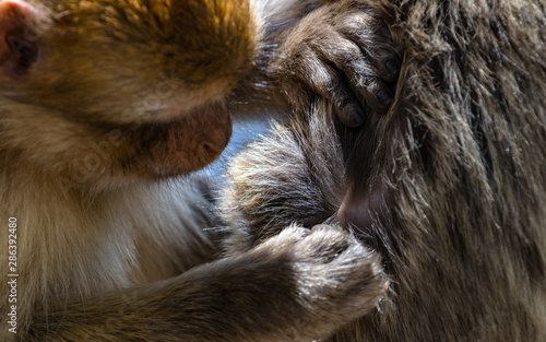 Monkey Business © Ratko D.