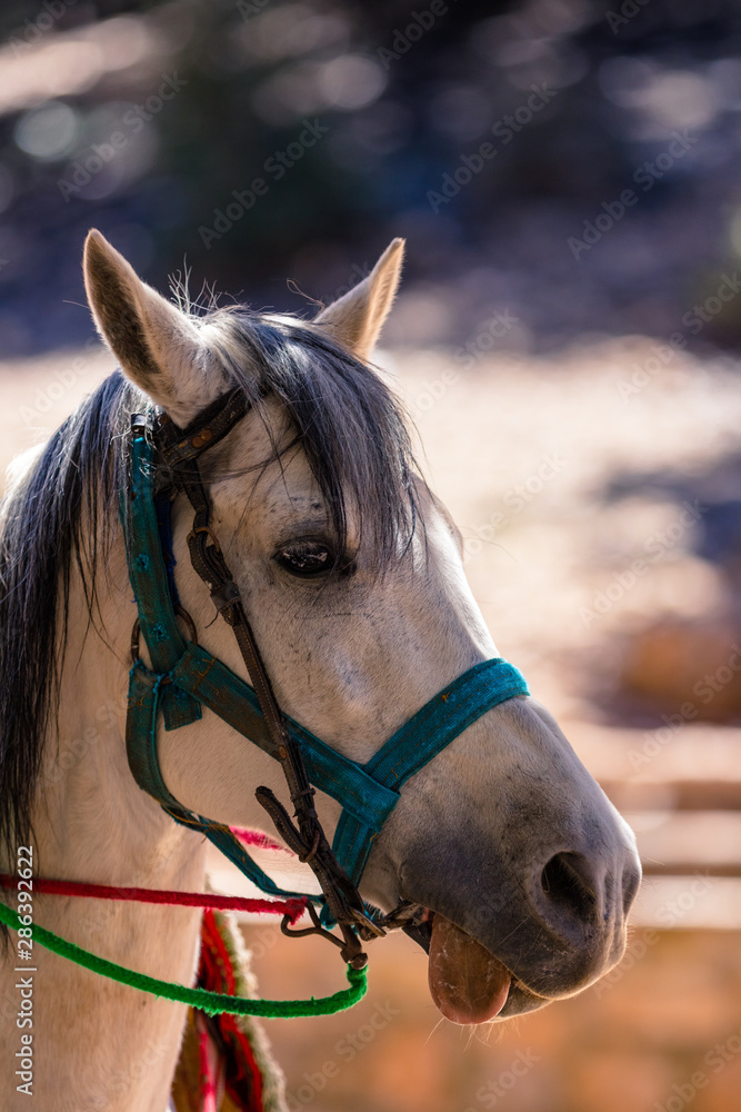 Fototapeta premium Fancy Horse