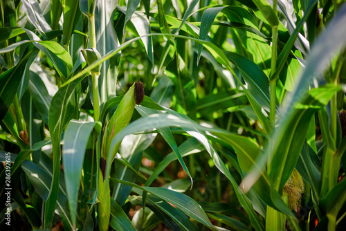 Beautiful a green corn  field view  before harvest and blue sky