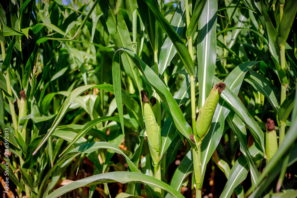 Beautiful a green corn field view, before harvest and blue sky Beautiful a green corn field view, before harvest and blue sky