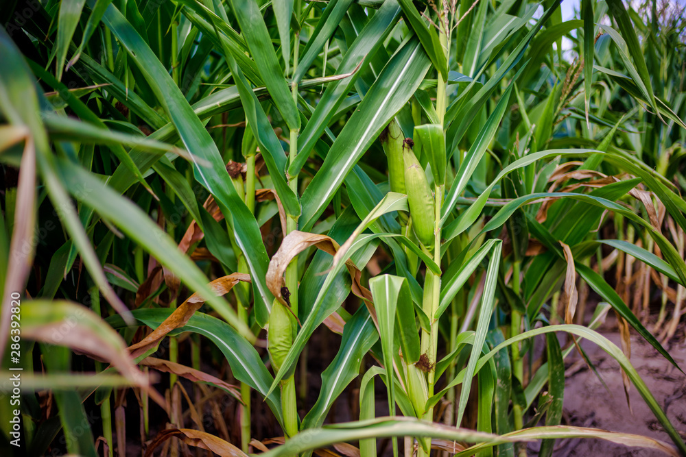 Beautiful a green corn field view, before harvest and blue sky Beautiful a green corn field view, before harvest and blue sky