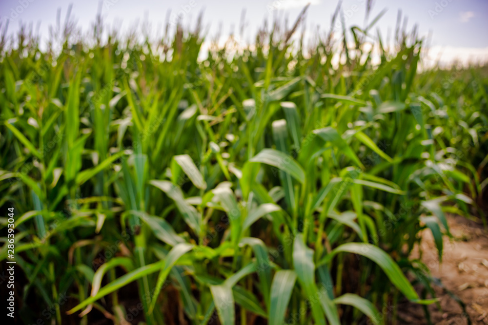 Beautiful a green corn field view, before harvest and blue sky Beautiful a green corn field view, before harvest and blue sky