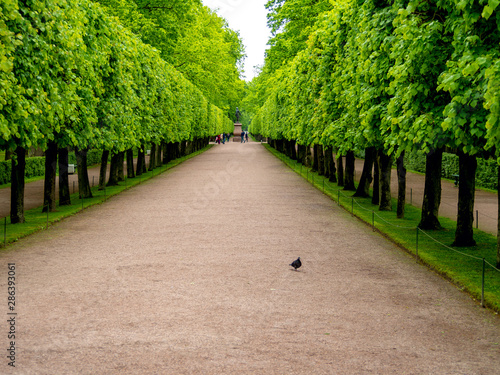 Green alley with trees