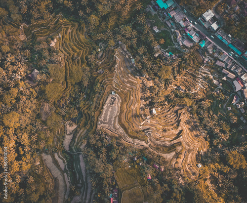 Tegallalang Rice Terraces from above, in Ubud, Bali, Indonesia