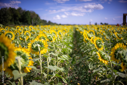 Gorgeous natural Sunflower landscape, blooming sunflowers agricultural field, cloudy blue sky