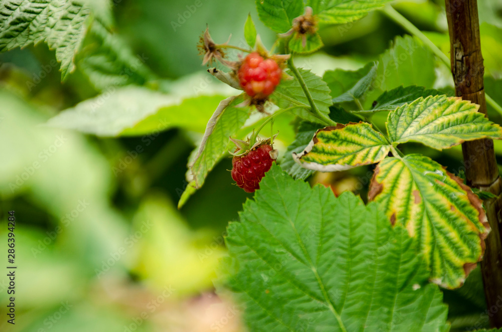 Garden raspberry bush and ripe red berries on the branches Garden raspberry bush and ripe red berries on the branches