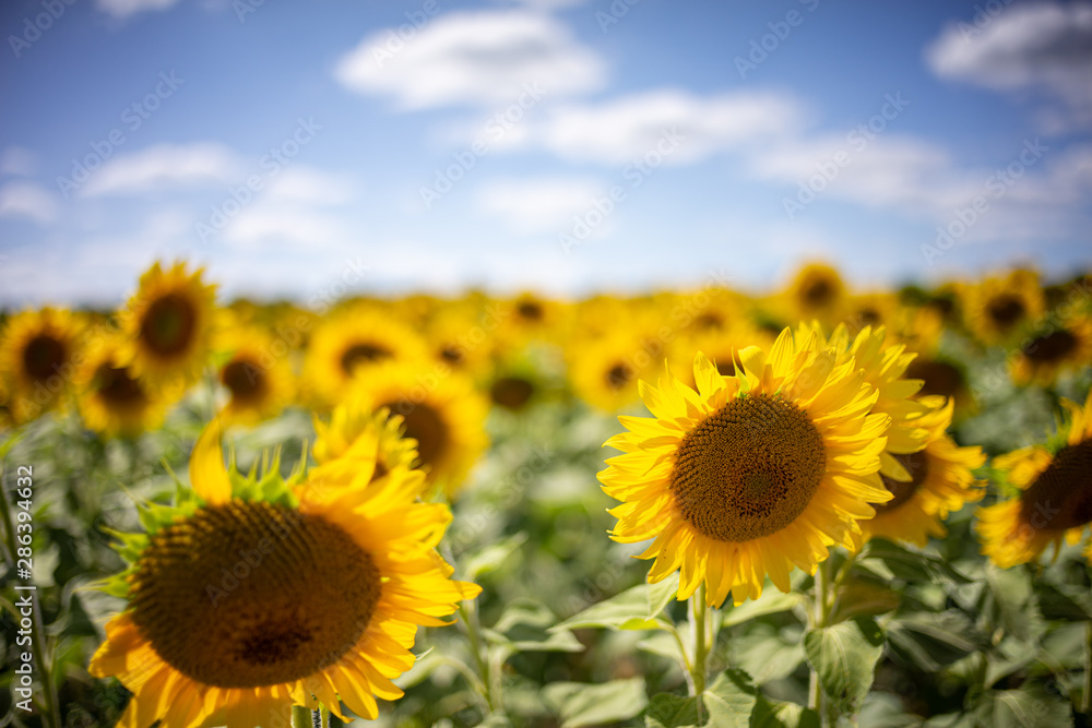 Obraz premium Gorgeous natural Sunflower landscape, blooming sunflowers agricultural field, cloudy blue sky