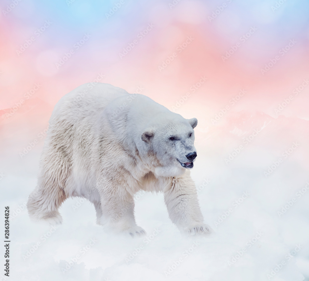 Polar bear walking on snow Polar bear walking on snow